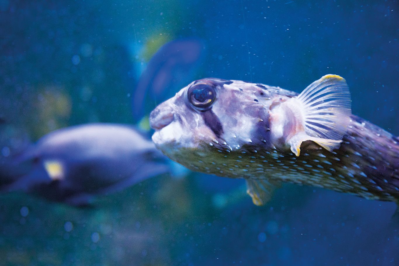 Siilikala Porcupinefish