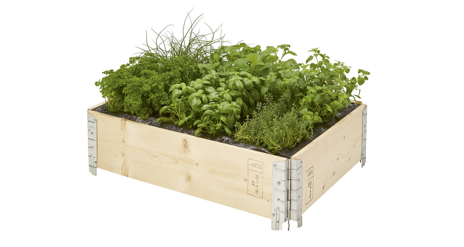 Vaaleassa puulaatikossa tiheästi kasvavat vihreät yrtit valkoisella taustalla