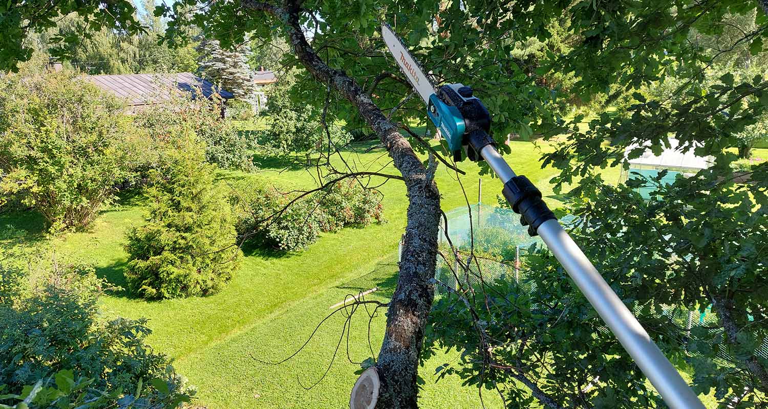 Ammattilaisen tuotetestissä Makitan akkuketjusaha, jolla ulottuu hyvin puun oksiin.