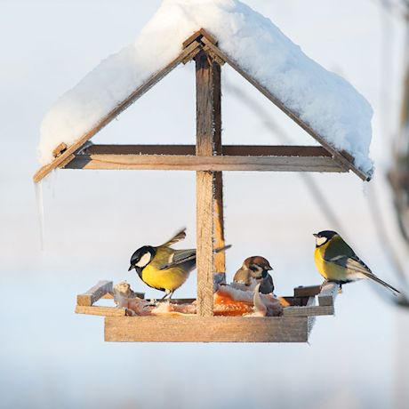 Pikkulintuja ruokailemassa talvisella lintulaudalla, linnunruoat ostat helposti K-Raudasta