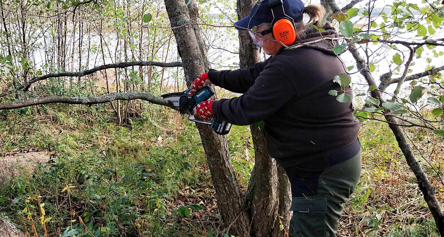 Oksan sahaus puusta menossa Makitan akkuoksasahalla DUC101Z 18V LXT, tuote myynnissä K-Raudassa