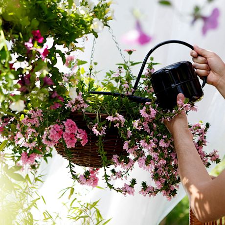 kesäkukka-amppeleiden kastelu menossa