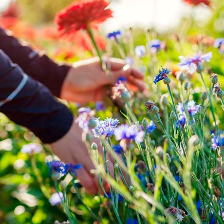 Kädet poimivat sinisiä ruiskaunokkeja ja punaista kukkaa auringossa