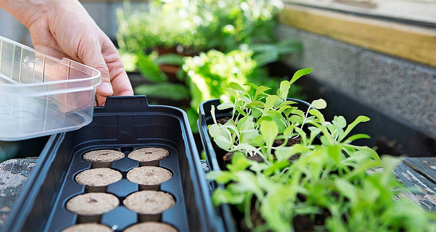 Käsi nostaa muovikannen siemenalustasta, vieressä mustassa muovimuotissa vaaleanvihreitä taimia.