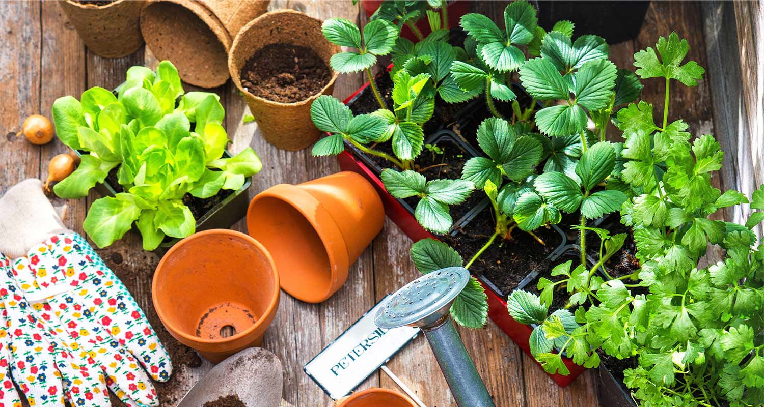 Puupöydällä vihreät salaatti-, mansikka- ja persiljataimet, oranssit ruukut ja kukkahanskat