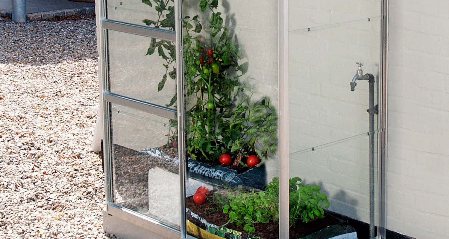 Tomaatit kasvamassa pienoiskasvihuoneessa.
