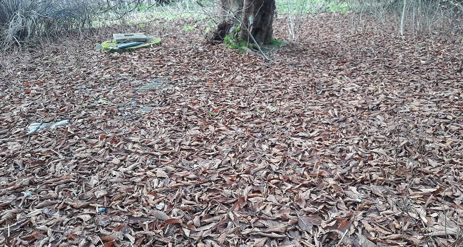 Lehtimatto hevoskastanjan lähellä