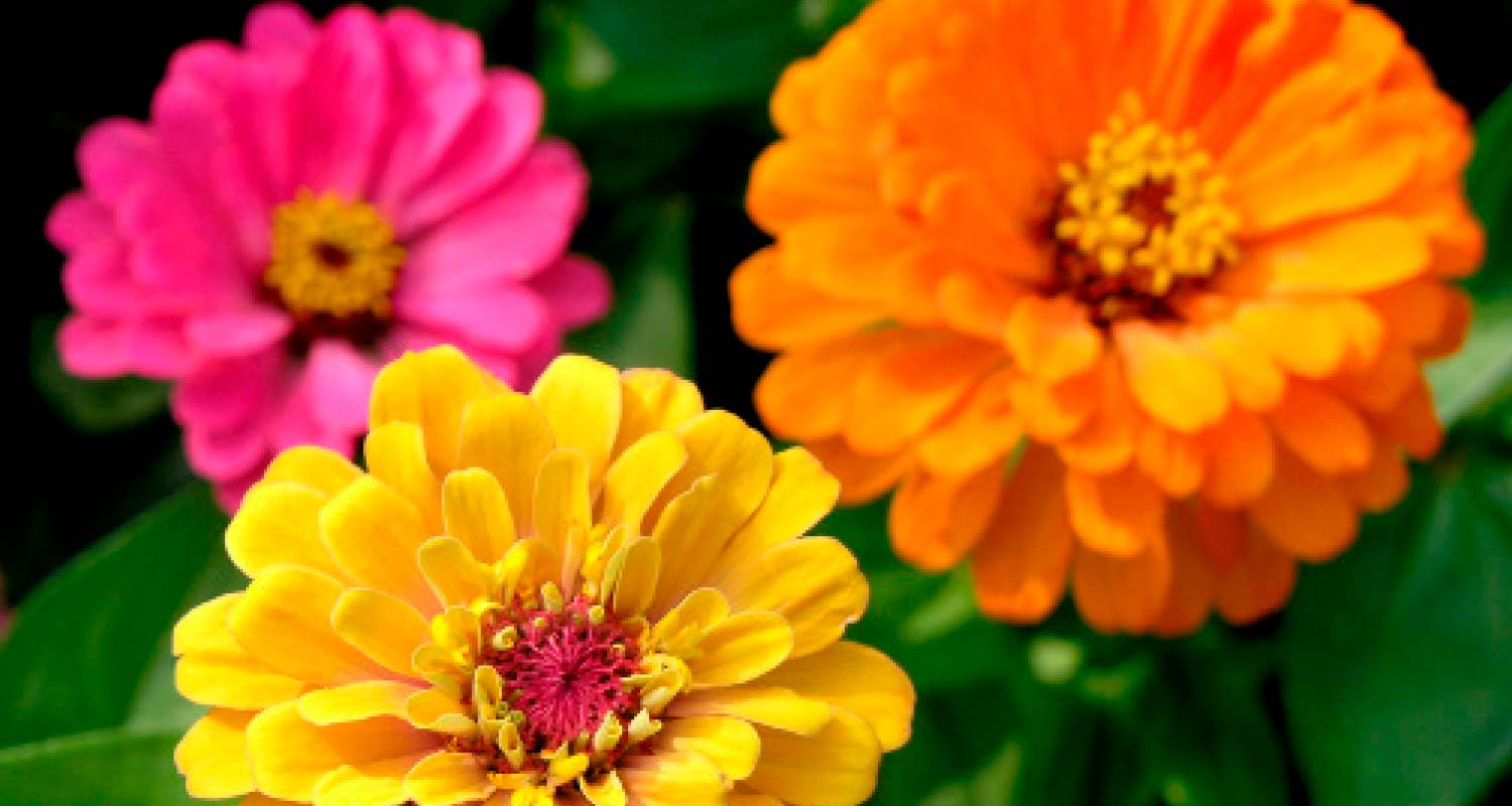 Etualalla keltainen zinnia, taustalla oranssi ja pinkki kukka vihreiden lehtien lomassa