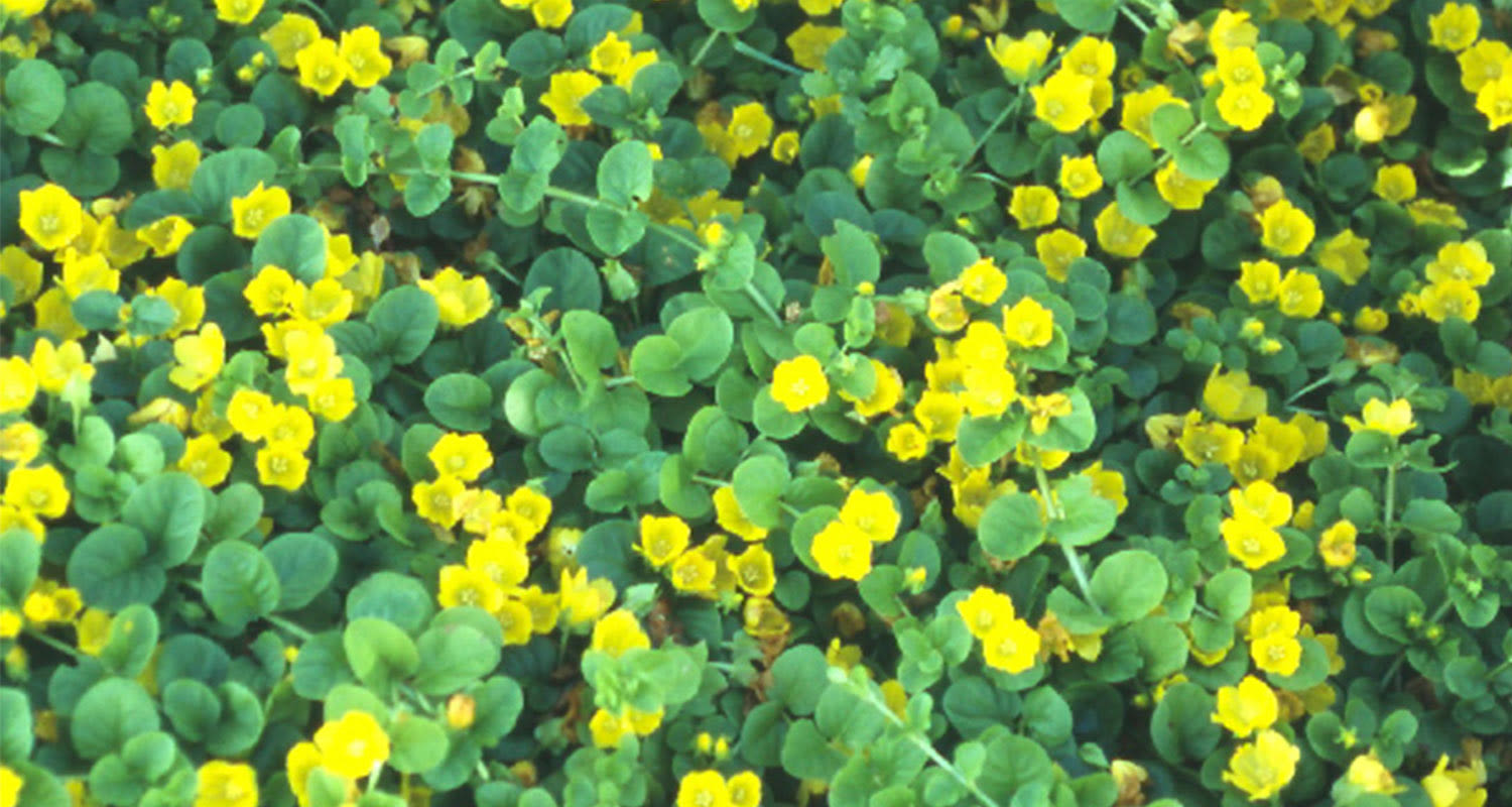 Varjoisan paikan kesäkukat: Suikeroalpi