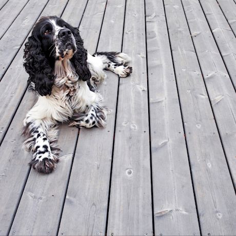 Koira makaa terassilla, joka on rakennettu kotimaisesta Cello-terassilaudasta.