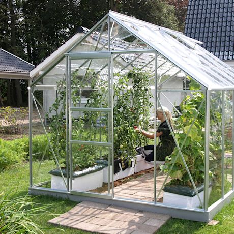 Lasikasvihuone täynnä tomaatinversoja, ihminen poimii punaisia tomaatteja