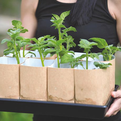 Mustapaitainen henkilö kantaa mustalla tarjottimella ruskeita pahvipotteja, joissa vihreitä taimia.