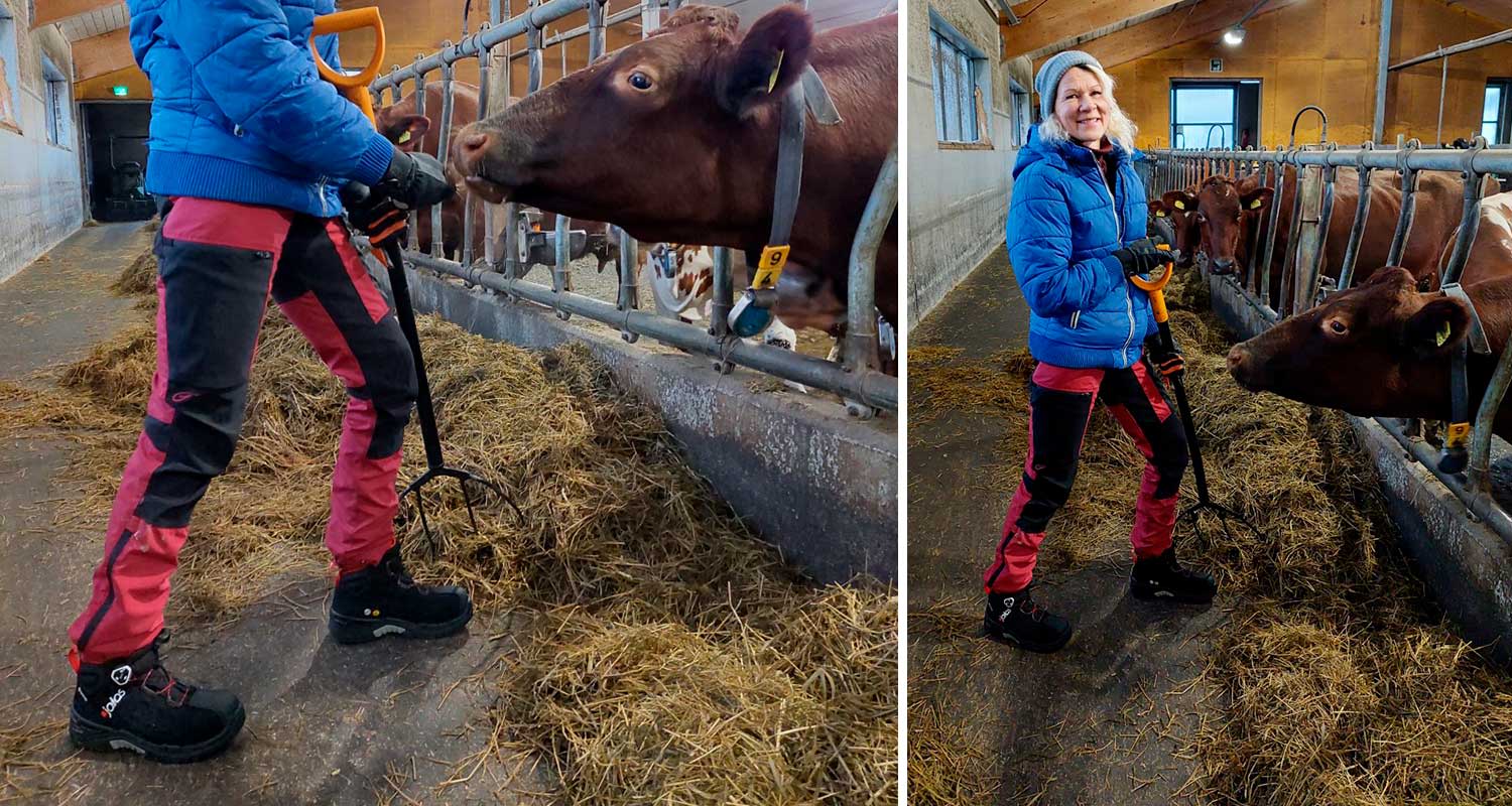 Jalaksen turvakengät jalassa navettatöissä