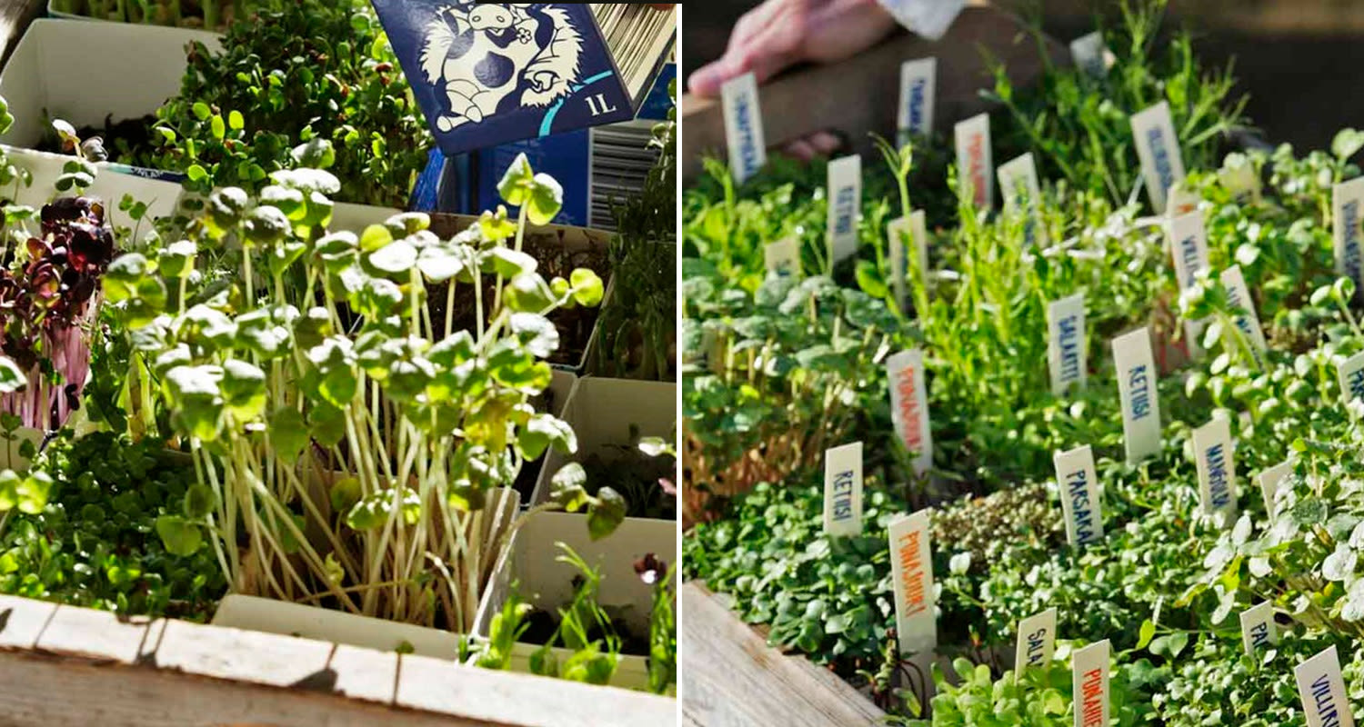 Erilaisia kirkkaanvihreitä mikroyrttiversoja valkoisissa astioissa, etiketit pystyssä.