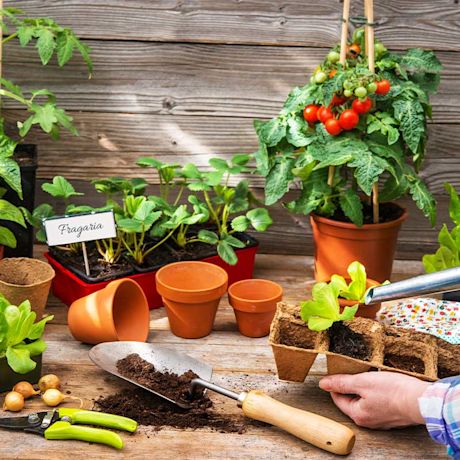 Puisella pöydällä ruukut, multa, mansikkataimet ja tomaattiruukku punaisine terttuineen.