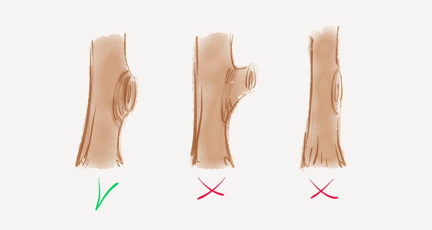 Ruskeat oksanleikkauspiirrokset valkoisella: vas. vihreä ok, kesk. ja oik. punaiset virheet