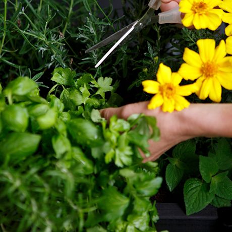 Käsi leikkaa saksilla vihreää persiljaa kukkaruukussa, keltaisia kukkia vieressä.