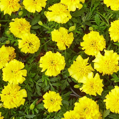 Helpot kesäkukat pihalle ja parvekkeelle.