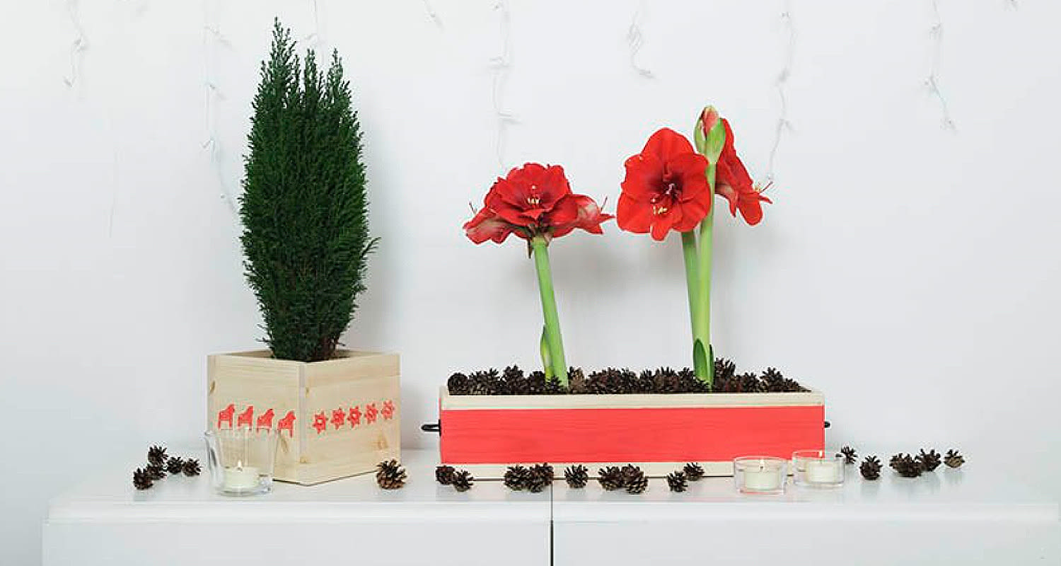 Pitkulainen punaisella maalattu puinen kukkalaatikko, jossa amarylliksia ja käpyjä