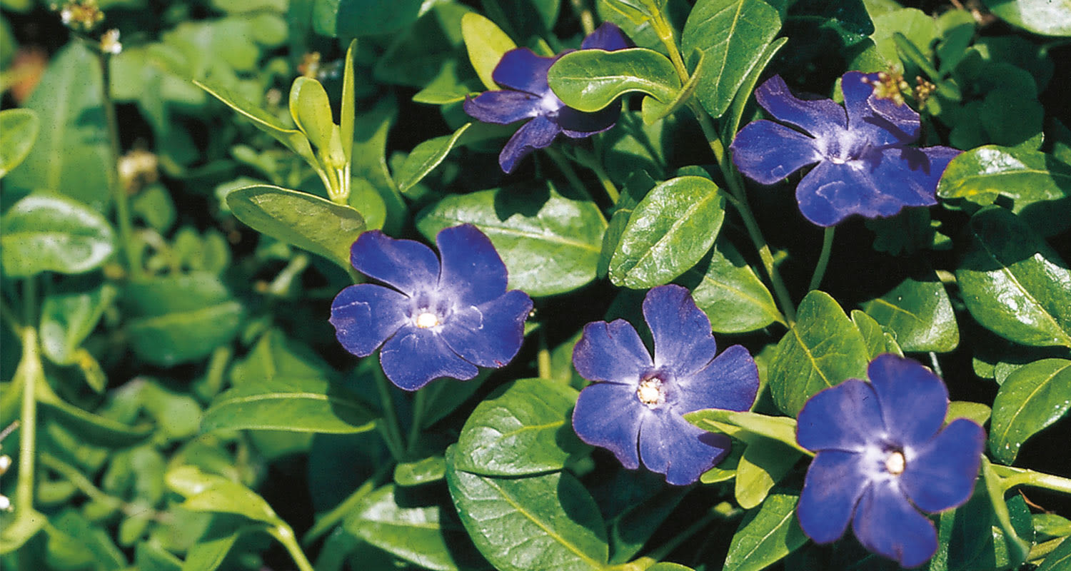 Varjoisan paikan kesäkukat: Pikkutalvio