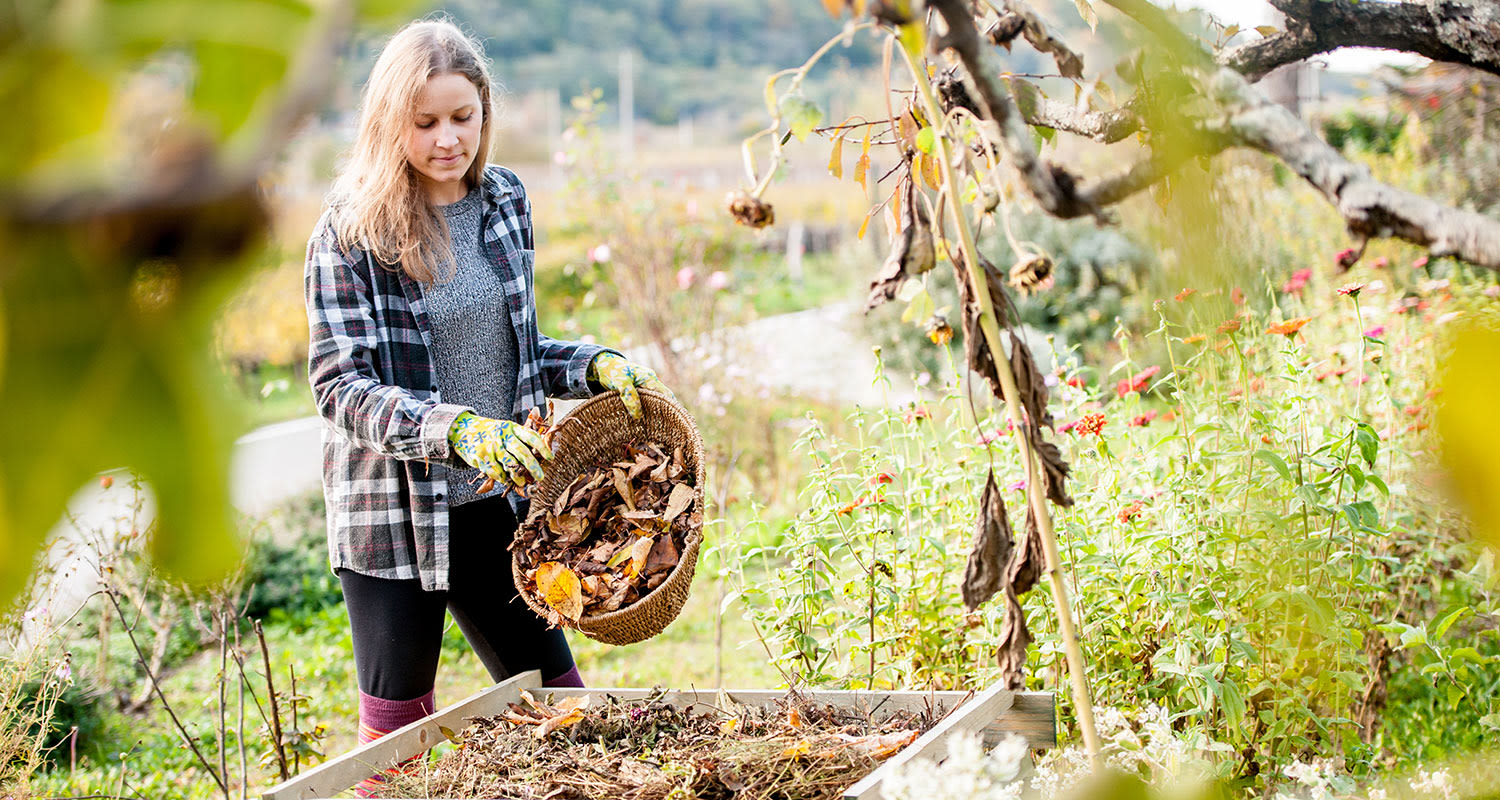 Henkilö kerää korillisen syksyisiä lehtiä kompostilaatikkoon värikkäässä puutarhassa.