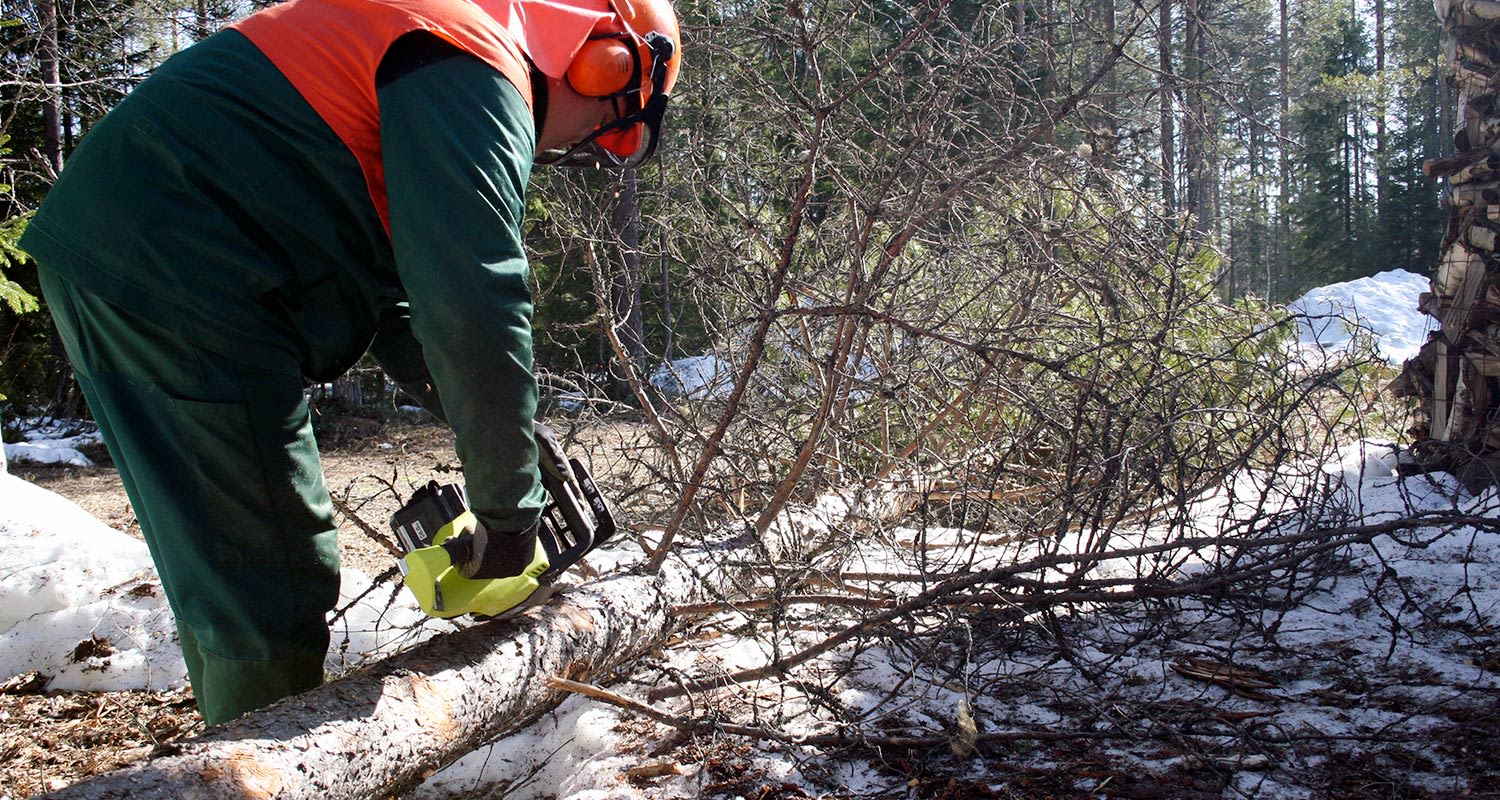 Oksien karsinta Ryobi-akkuketjusahalla