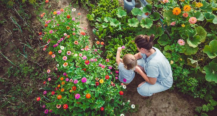 Aikuinen ja lapsi ihailevat oransseja, pinkkejä ja valkoisia kukkia rehevässä kukkapenkissä.