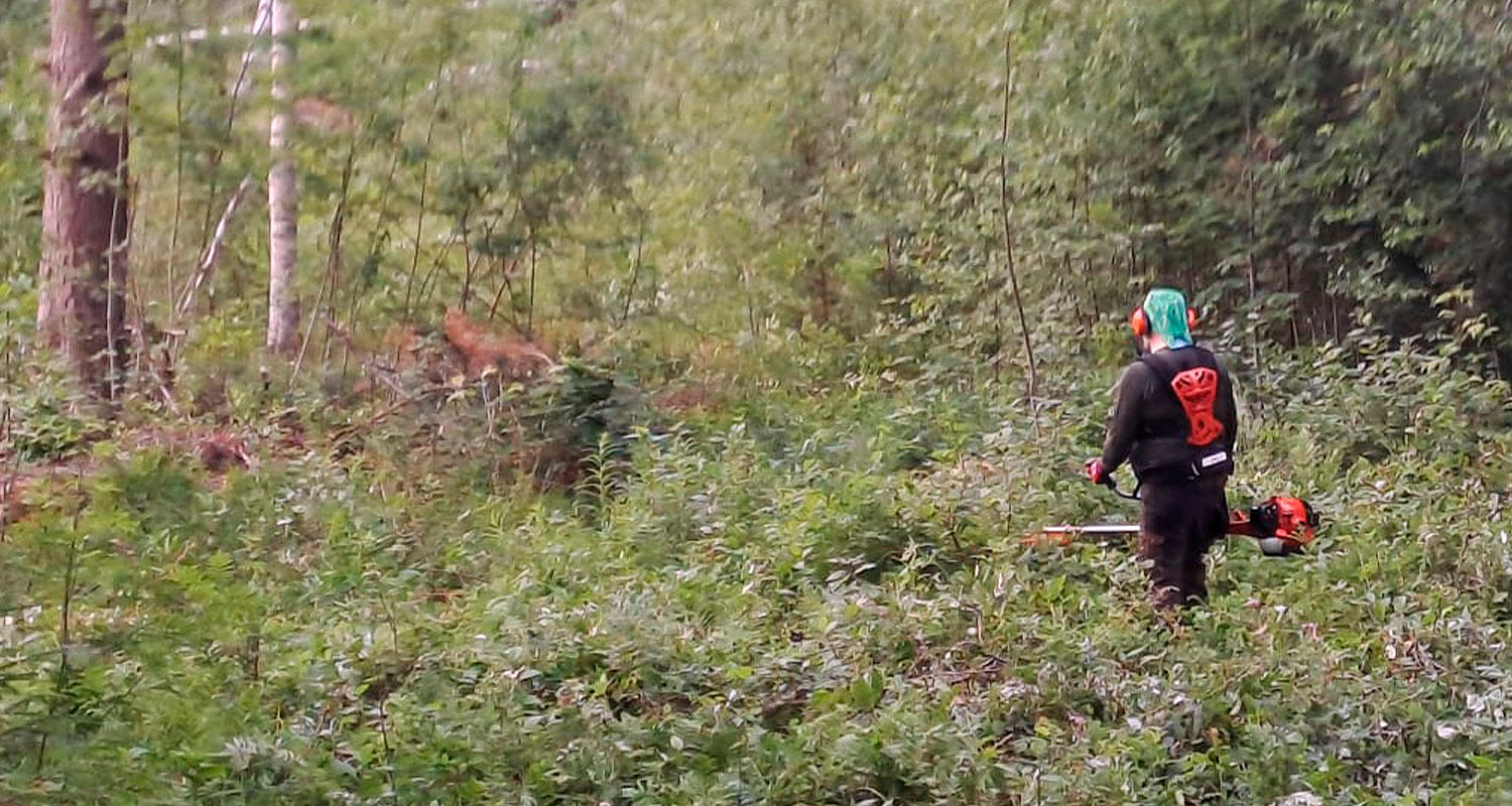 Raivaus käynnissä metsässä Echo SRM-420ES -ruohoraivuria hyödyntäen. Tuotetta myy K-Rauta.