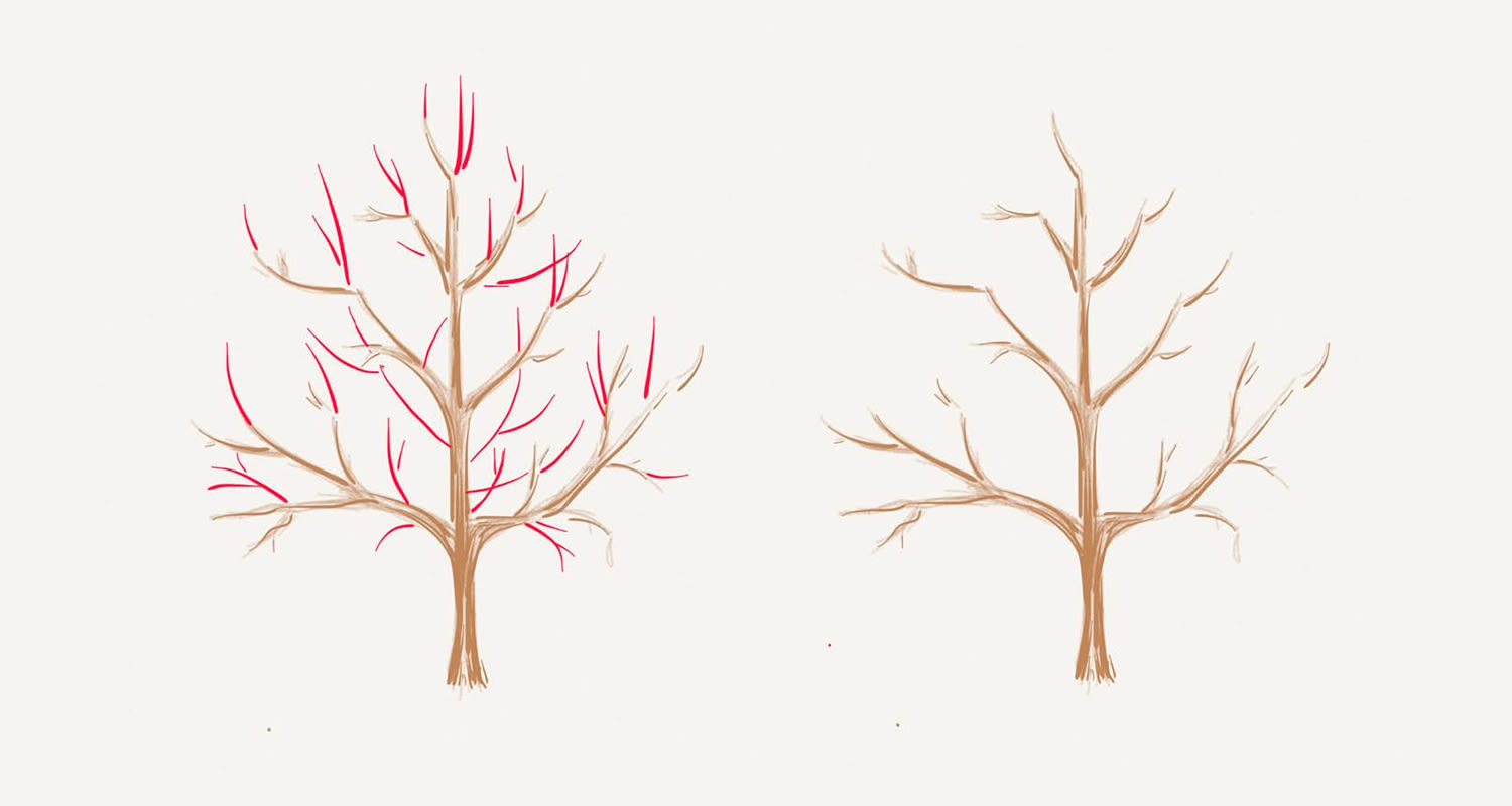 Kaksi lehdotonta puuta: vasen oksisto korostettu punaisella, oikea ruskea piirros