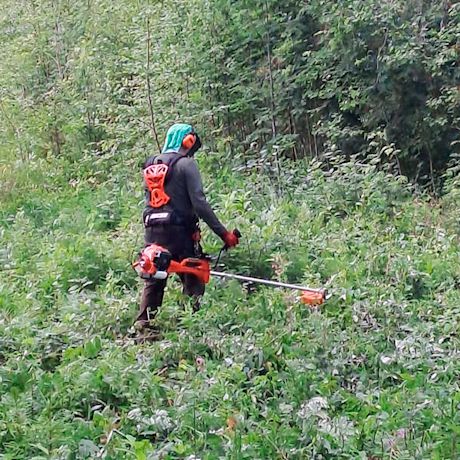 Kuvassa näkyy ammattilaisella testissä tehokas, polttomoottorikäyttöinen ruohoraivuri Echo SRM-420ES. Echo-koneet ovat myynnissä K-Raudassa.