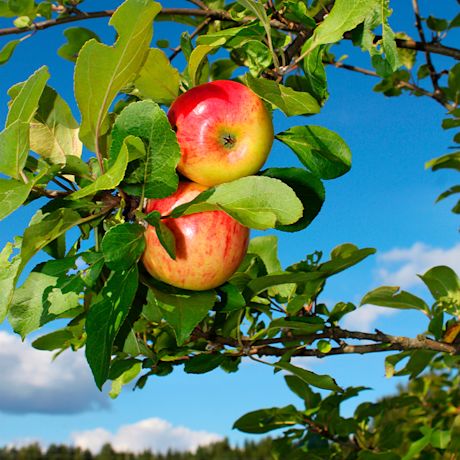 Omenapuun leikkaus. Kuvassa Omenapuu Malus domestica sariola