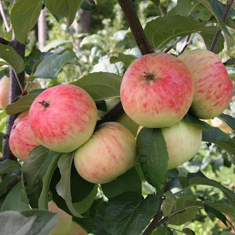 Oksalla roikkuu punavihreitä omenia tertussa vihreiden lehtien ympäröimänä.