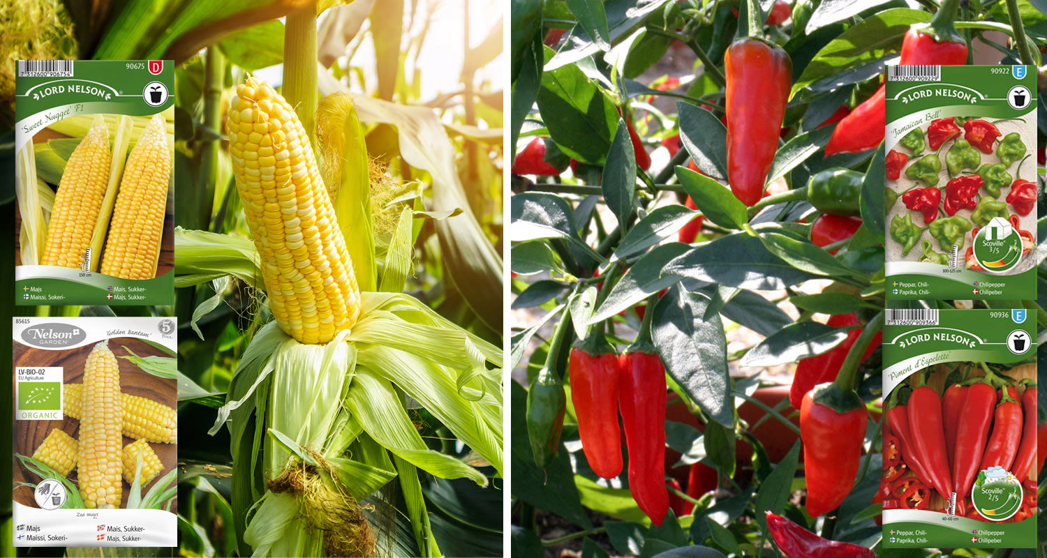 Keltainen maissintähkä vihreässä korressa ja punaiset chilit siemenpakkauksineen