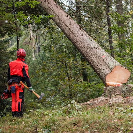 Metsurityöntekijä punaisissa suoja-asusteissa katsoo kirveen kanssa kaatuvaa mäntyä metsässä