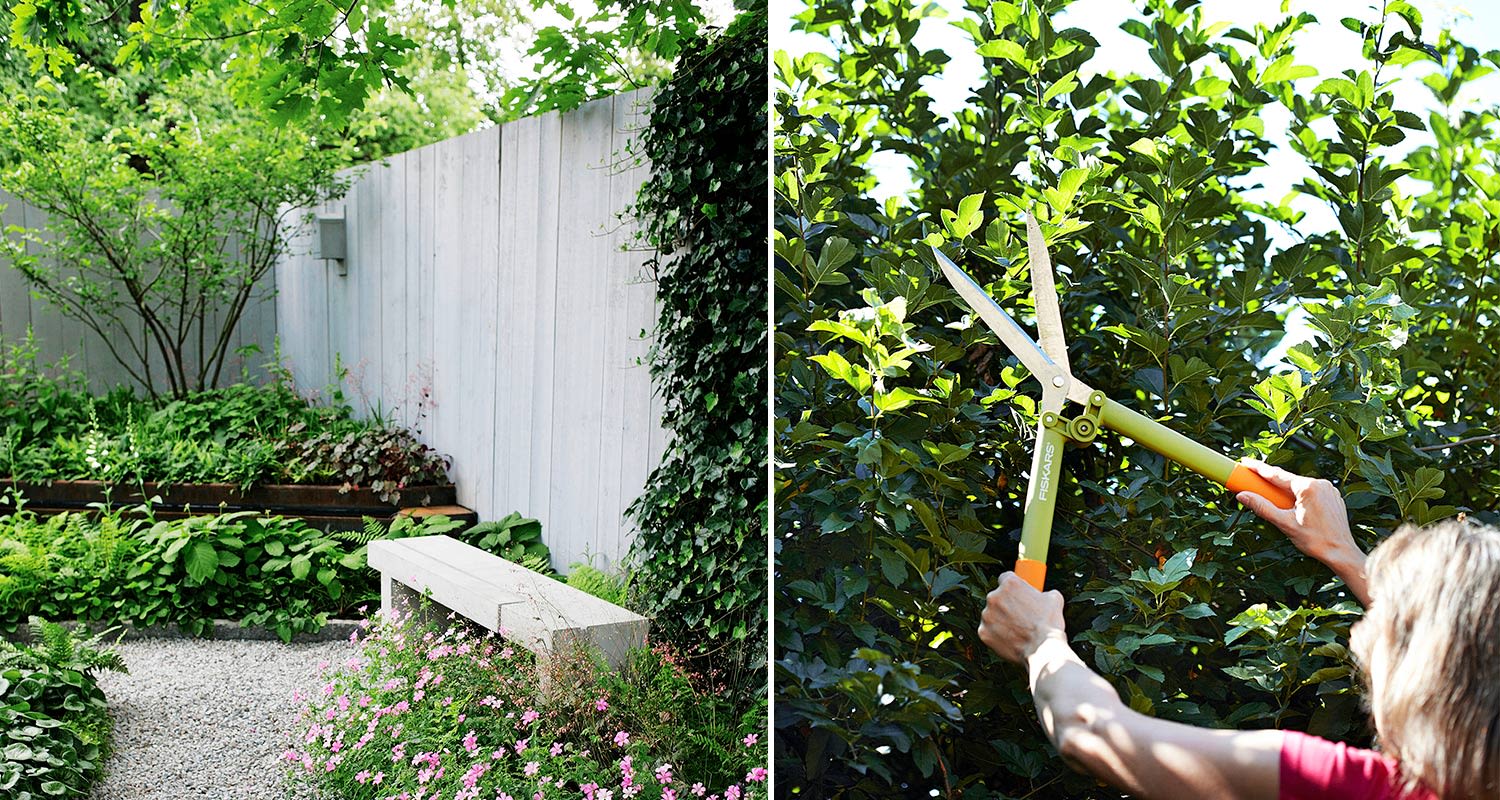 valkoinen puuaita ja vehreä pensasaita pihan rajalla