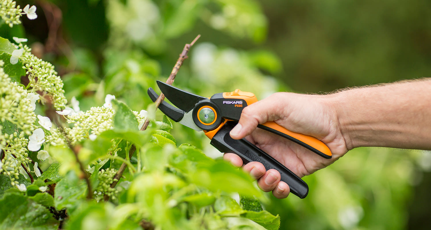 Oranssi-mustat Fiskars-oksasakset leikkaavat vihreän pensaan oksiota valkoisten kukkien keskellä