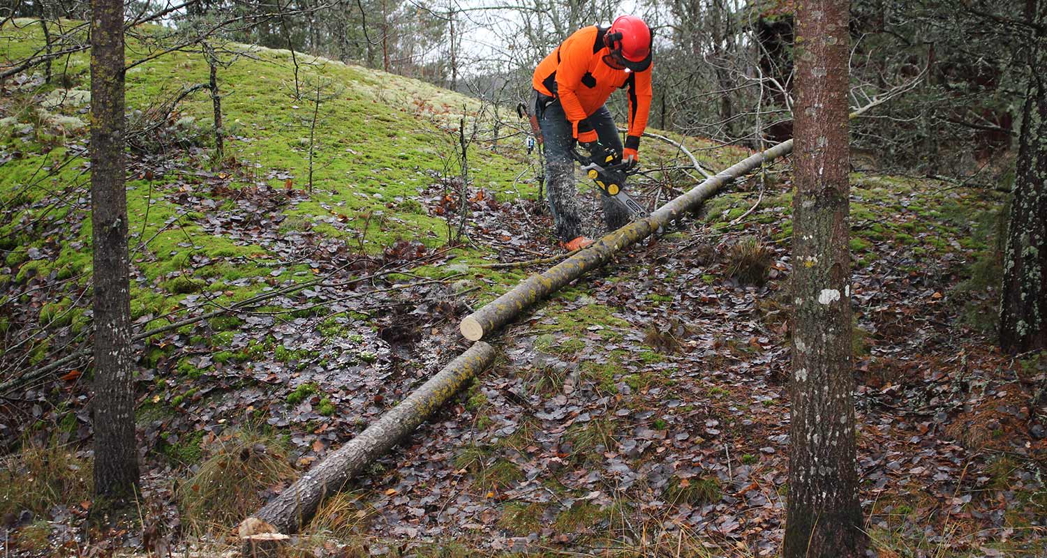 Puun kaato ja pilkkominen metsässä FXA-sarjan akkuketjusahalla