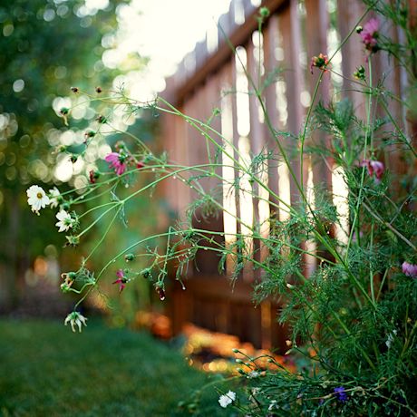 puuaita ja pensasaita pihamaalla