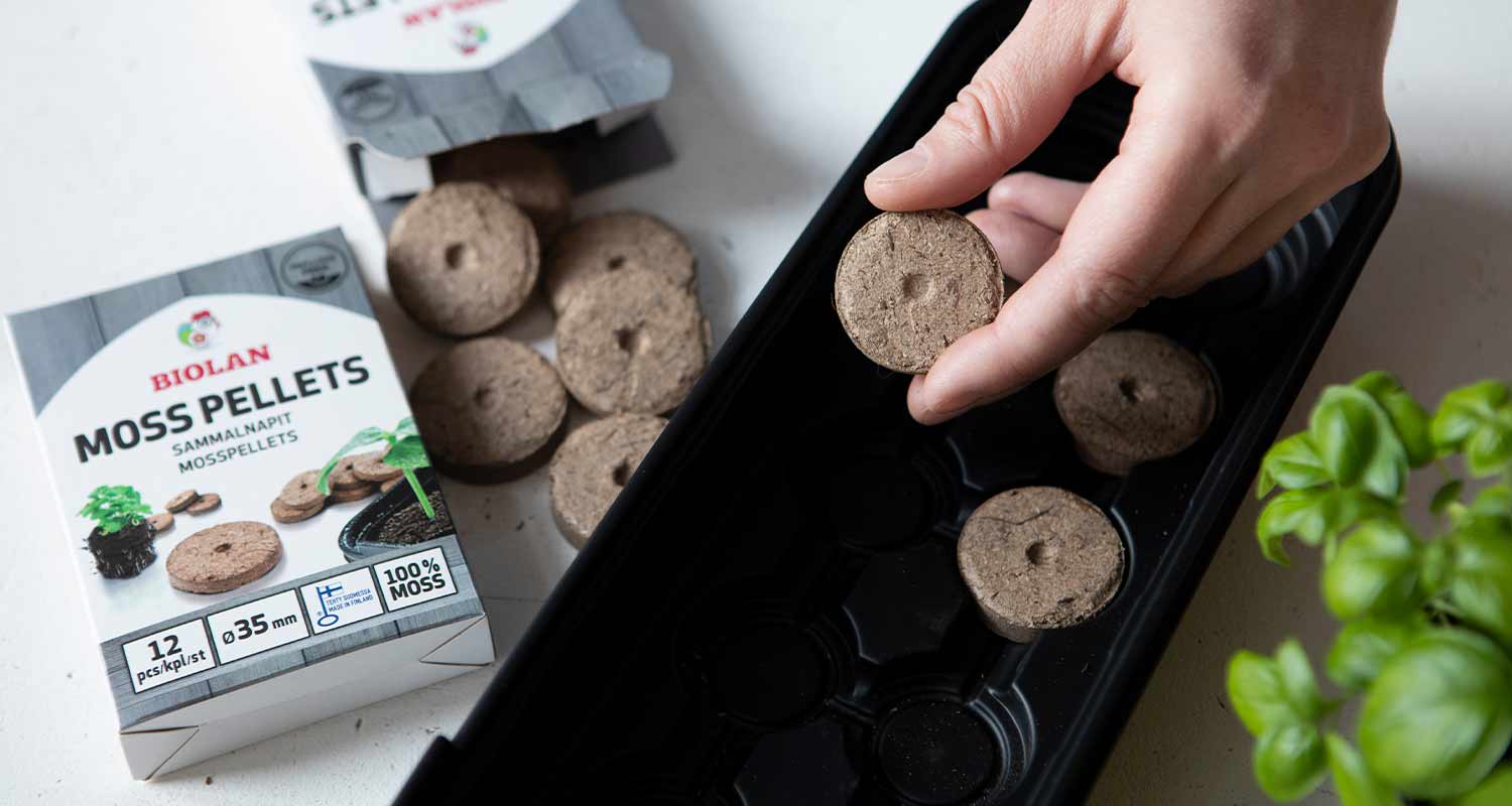 Käsi asettaa ruskean sammalpelletin mustaan ruutuun, Biolan-pakkaus ja vihreä basilika taustalla.