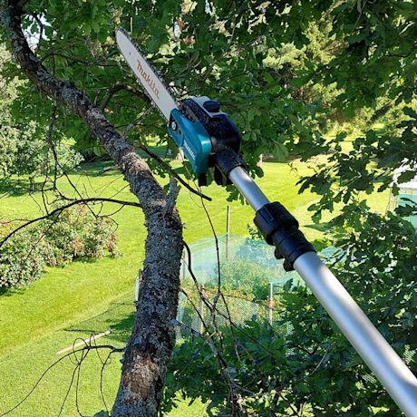 Ammattilaisen tuotetestissä Makitan teleskooppinen akkuketjusaha DUA301Z akkupaketin kera. Kuvassa puun oksien karsinta käynnissä.