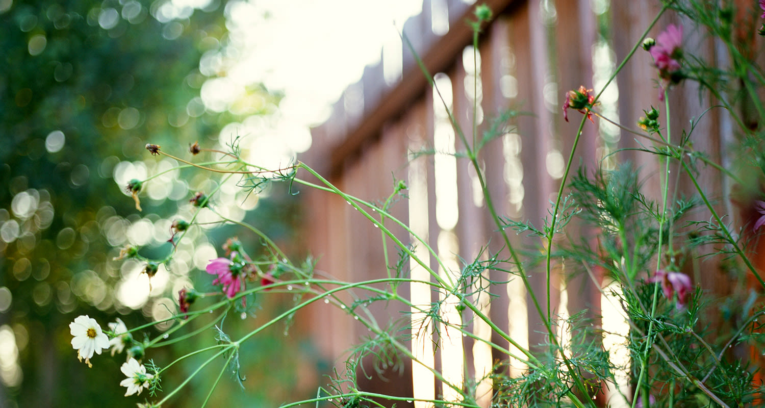 puuaita vehreällä pihalla