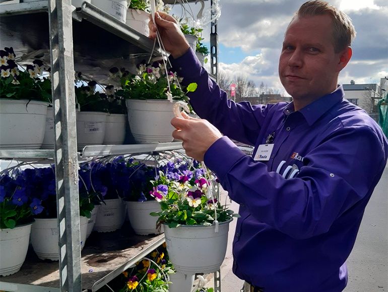 Violettipaitainen työntekijä ripustaa valkoiseen amppeliin purppura-keltaisia orvokkeja ulkona.