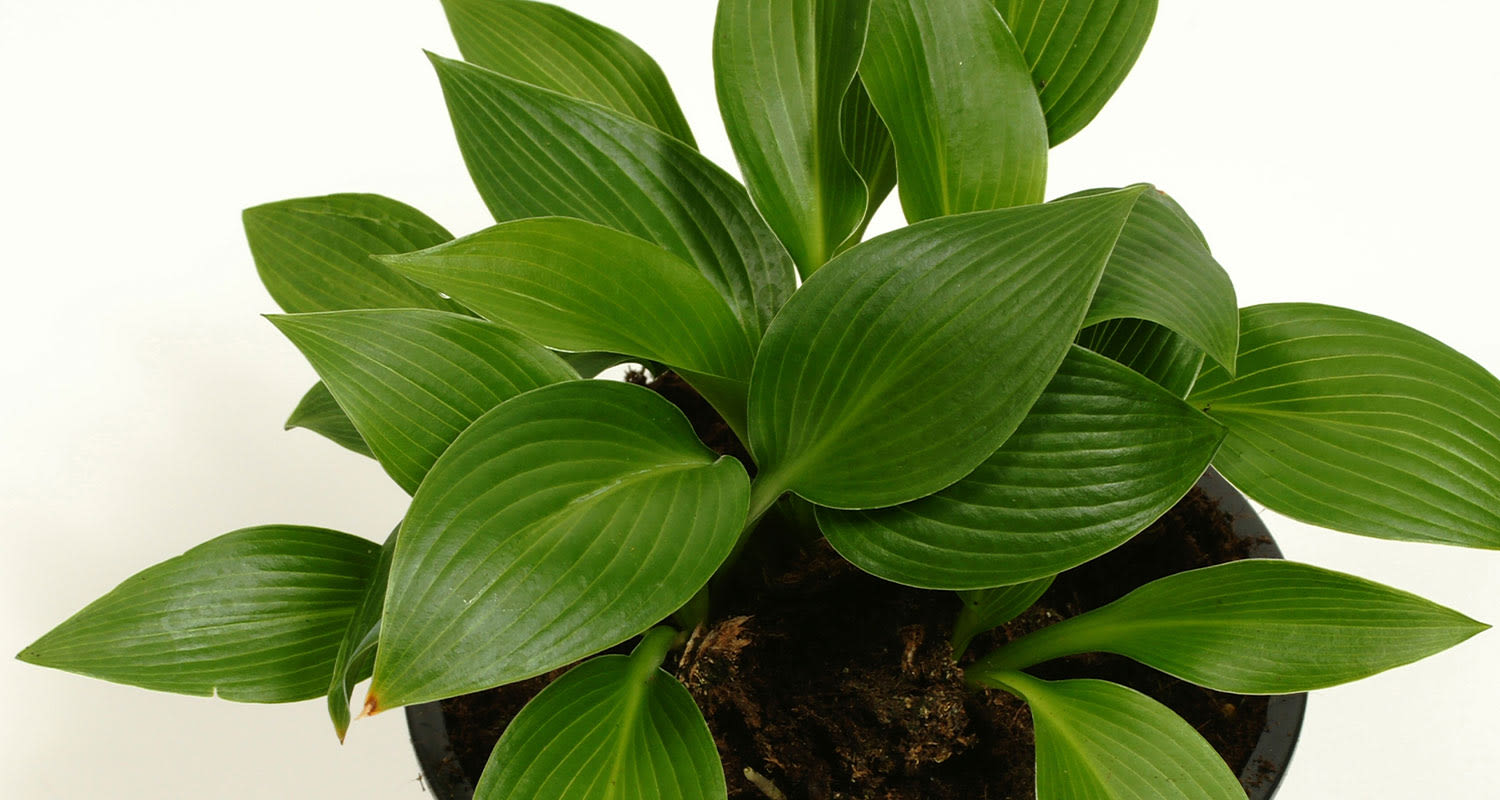 Varjoisan paikan kesäkukat: Kuunlilja