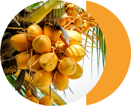 A cluster of yellow coconuts hanging from a palm tree with green leaves in the background, showcasing their natural beauty.