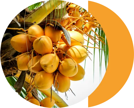 A cluster of yellow coconuts hanging from a palm tree with green leaves in the background, showcasing their natural beauty.