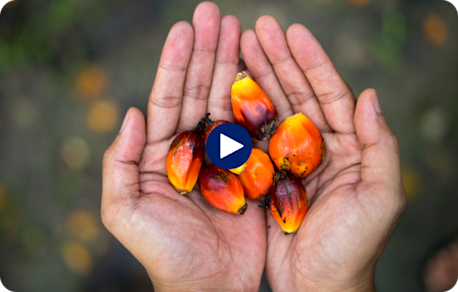 Hands holding several small, vibrant palm fruits.