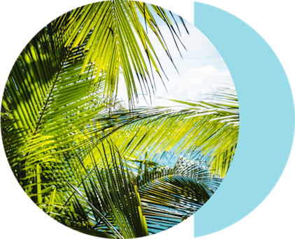 Lush green palm leaves in a bright tropical setting with a clear blue sky in the background, evoking a serene natural atmosphere.