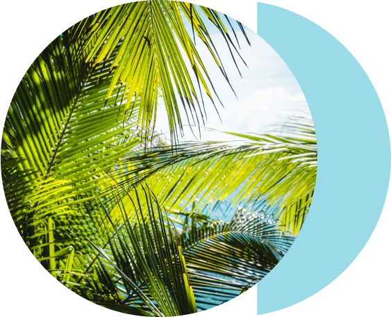 Lush green palm leaves in a bright tropical setting with a clear blue sky in the background, evoking a serene natural atmosphere.