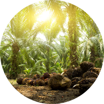 Clusters of harvested palm fruit bunches lying on the ground in a sunlit palm plantation.