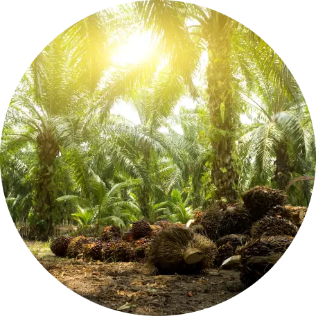 Clusters of harvested palm fruit bunches lying on the ground in a sunlit palm plantation.